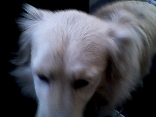 640 X 480  48.5 Kb SOS!   !