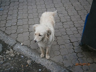 807 X 605 145.5 Kb 640 X 480  48.5 Kb SOS!   !