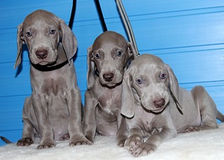 1920 X 1376 523.0 Kb   