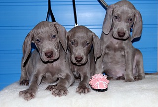 1920 X 1304 493.0 Kb 1920 X 1376 523.0 Kb   