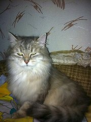 239 X 320  16.0 Kb 320 x 239 239 X 320  16.1 Kb     