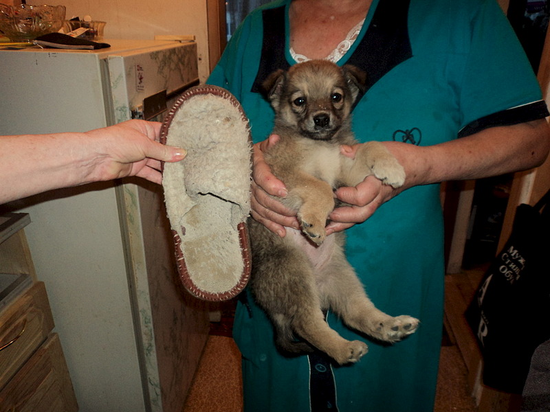 1920 X 1440 492.1 Kb SOS! ,     ,    !