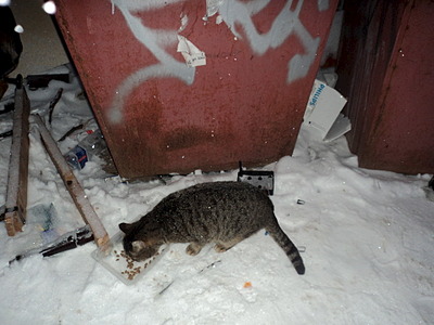 1920 X 1440 527.1 Kb  