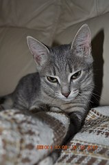 536 X 807  69.5 Kb 536 X 807  69.0 Kb 536 X 807  68.2 Kb    