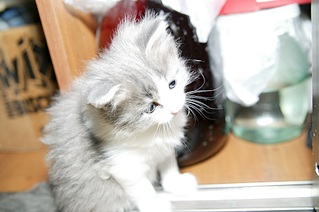 1016 X 676 156.8 Kb 1016 X 676 296.7 Kb 1016 X 676 228.4 Kb Пушистый котенок в добрые руки