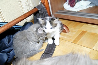 1016 X 676 228.9 Kb 1016 X 676 156.8 Kb 1016 X 676 296.7 Kb 1016 X 676 228.4 Kb Пушистый котенок в добрые руки