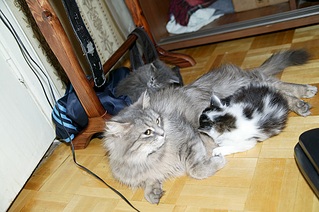 1016 X 676 251.3 Kb 1016 X 676 228.9 Kb 1016 X 676 156.8 Kb 1016 X 676 296.7 Kb 1016 X 676 228.4 Kb     