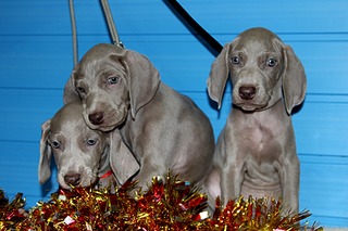 1920 X 1280 535.5 Kb   