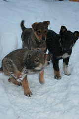 1000 X 1500 503.2 Kb   -  