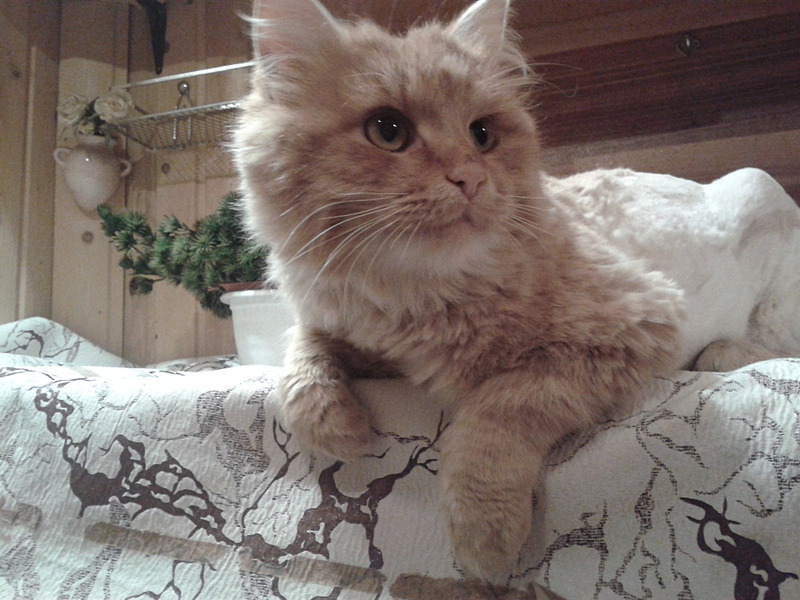 1920 X 1440 522.0 Kb         !