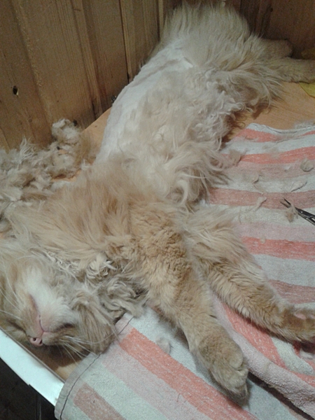 1920 X 2560 226.3 Kb    