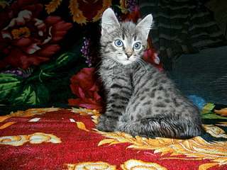 1920 X 1440 892.2 Kb Несчастный кот с переломом таза нуждается в помощи(пеленки, памперсы)!