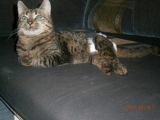 1920 X 1440 684.9 Kb 1920 X 1440 892.2 Kb Несчастный кот с переломом таза нуждается в помощи(пеленки, памперсы)!