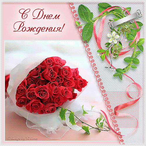 500 x 500 Веточка для Коржиков и абиссинская кошка.