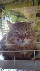 340 X 604  41.5 Kb 604 X 340  50.9 Kb         !