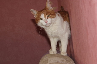 1920 X 1280 383.3 Kb Кошка Моника в добрые ручки!