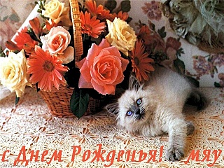 640 X 480 150.3 Kb Веточка для Коржиков и абиссинская кошка.