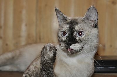 500 X 332 37.2 Kb 500 X 332 47.8 Kb    .