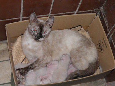 1399 X 1050 207.7 Kb    .