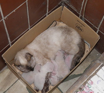 1177 X 1050 219.8 Kb 1476 X 1194 301.7 Kb 1399 X 1050 207.7 Kb    .