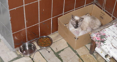 1494 X 792 186.2 Kb 1177 X 1050 219.8 Kb 1476 X 1194 301.7 Kb 1399 X 1050 207.7 Kb    .