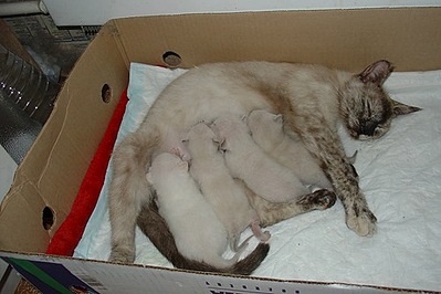 500 X 333 46.2 Kb    .