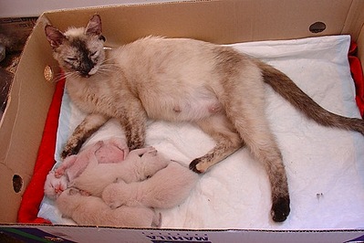 500 X 333 50.6 Kb 500 X 333 46.2 Kb    .