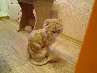 1920 X 1440 544.5 Kb ���������� ����� � ������ ����!