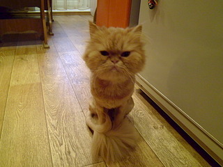 1920 X 1440 532.1 Kb ���������� ����� � ������ ����!