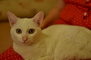 1920 X 1280 281.2 Kb Белоснежная стерилизованная красавица-кошечка ищет семью