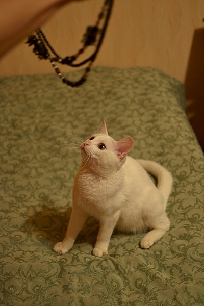 1920 X 2880 259.8 Kb Белоснежная стерилизованная красавица-кошечка ищет семью