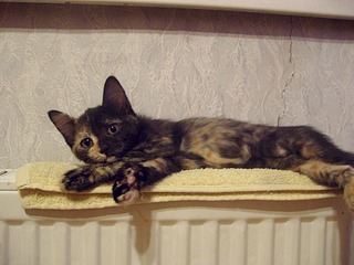 1920 X 1440 490.1 Kb      !