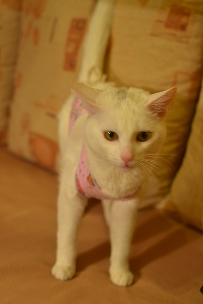 1920 X 2880 623.8 Kb   -  