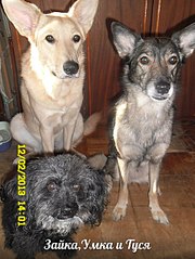 453 X 604 70.1 Kb SOS! Сбежала собака Мила (дубль два)!