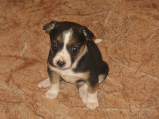 604 X 453 47.0 Kb ��������� ����� � ������ ���� �����