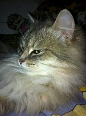 239 X 320 16.1 Kb 320 x 239       