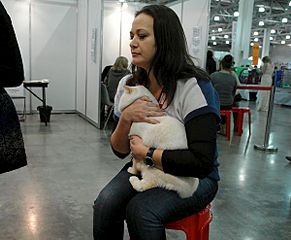 600 X 493 51.2 Kb 600 X 469 51.0 Kb 600 X 465 54.2 Kb Питомник'Gem Sweet'.Любимые британские ПЛЮШКИ. У нас есть котята! Белые и черные)