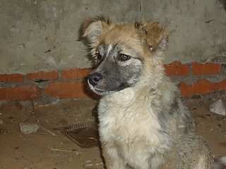 1920 X 1440 574.9 Kb  -    ,   .