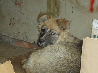 1920 X 1440 592.9 Kb  -    ,   .