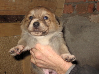 1920 X 1440 699.9 Kb Замечательные щенки ищут себе замечательных хозяев