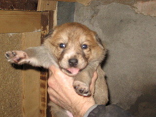 1920 X 1440 717.6 Kb 1920 X 1440 699.9 Kb Замечательные щенки ищут себе замечательных хозяев