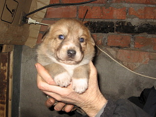 1920 X 1440 712.5 Kb 1920 X 1440 717.6 Kb 1920 X 1440 699.9 Kb Замечательные щенки ищут себе замечательных хозяев