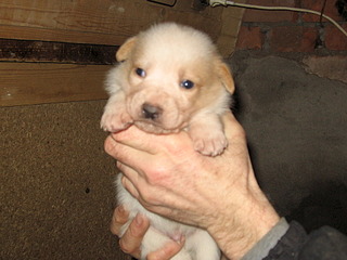 1920 X 1440 678.5 Kb 1920 X 1440 712.5 Kb 1920 X 1440 717.6 Kb 1920 X 1440 699.9 Kb Замечательные щенки ищут себе замечательных хозяев