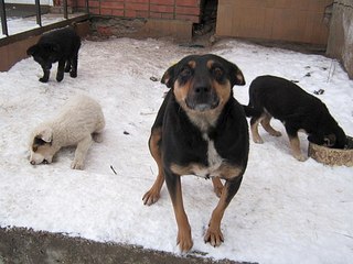 604 X 453 55.5 Kb   ()   !