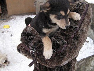 604 X 453 59.1 Kb   ()   !