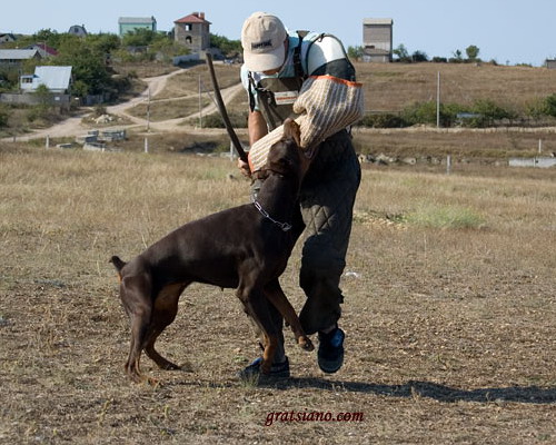 500 x 400 Его Величество ДОБЕРМАН. НОВЫЕ статьи и ролики по обучению щенка.