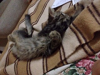 960 X 720 203.0 Kb 960 X 720 223.5 Kb -   !