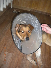 1920 X 2560 326.4 Kb  ,  