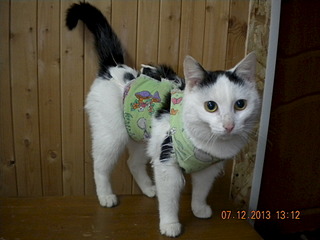 1920 X 1440 450.1 Kb       ,       