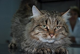 1280 X 857 188.9 Kb Кошки в стационаре Ветсервиса. Нужна материальная помощь!